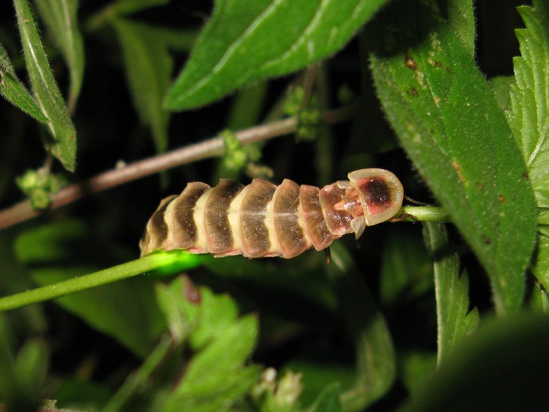 Lampyris sp. Femmina, maschio in volo, predazione chiocciola